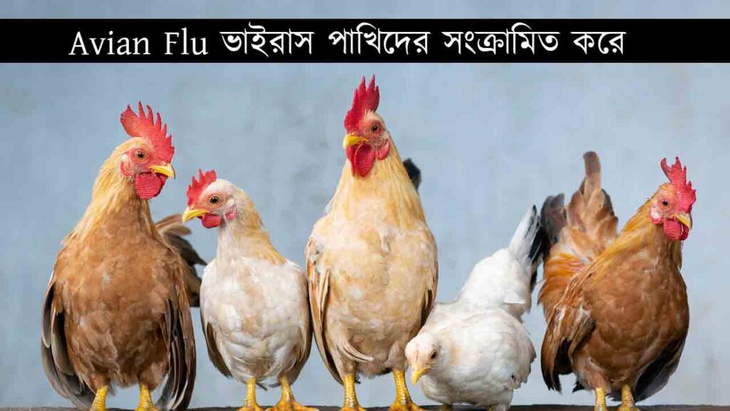Avian-Influenza-Mutation-নতুন-বিশ্ব-মহামারী